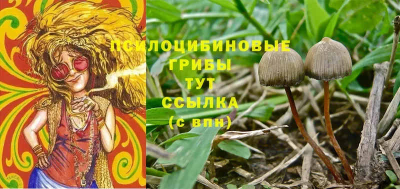 hydra как зайти  Борзя  Псилоцибиновые грибы Psilocybine cubensis  продажа наркотиков 